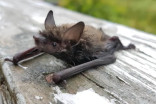 Multiple bats with rabies found in the GTA