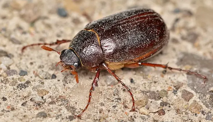 Pest … or snack? June bugs are the ‘croutons of the sky’