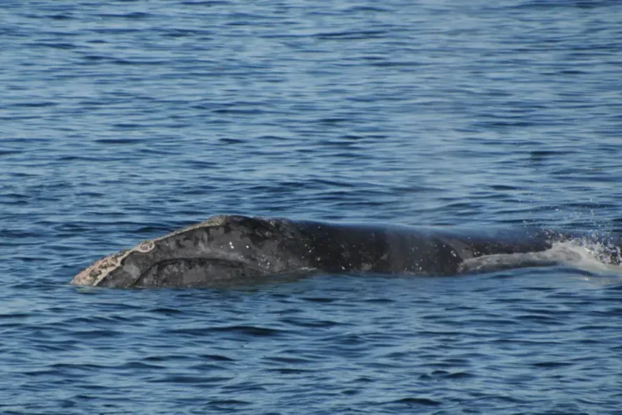 Why endangered North Atlantic right whales are given a moniker