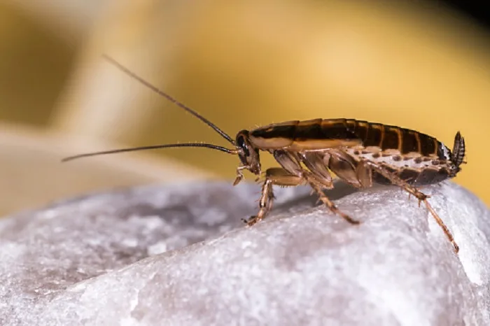 Scientists say cockroaches are becoming resistant to insecticide