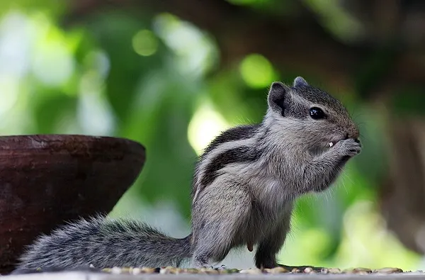 Wildlife center seeks foster homes for hundreds of animals ahead of Dorian