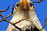 Eagles and owls: Take a tour on one of the best daily walks in Canada