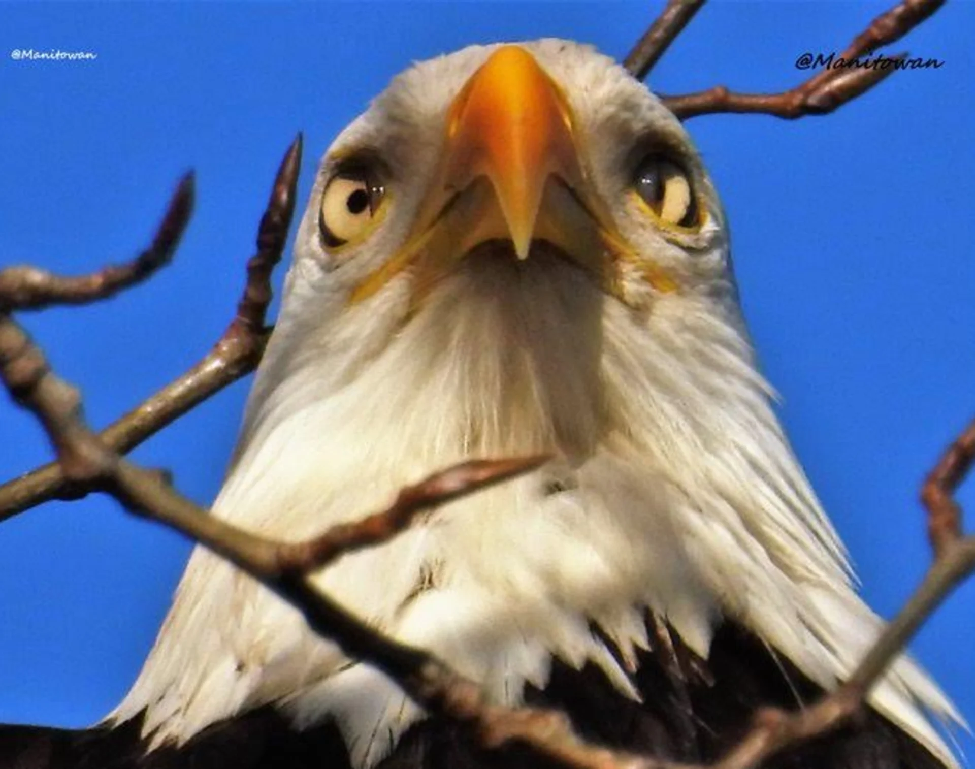 Eagles and owls: Take a tour on one of the best daily walks in Canada