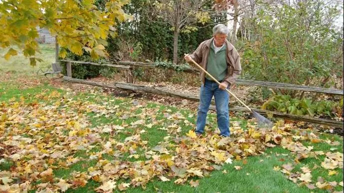 Mark Cullen raking