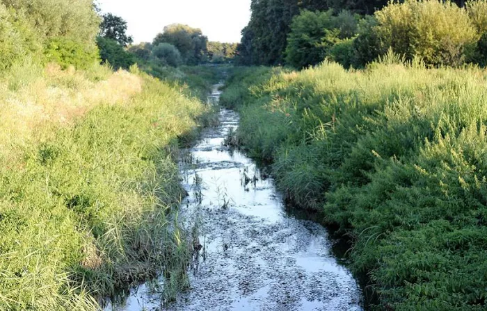This pond is so polluted it could be used as a pesticide