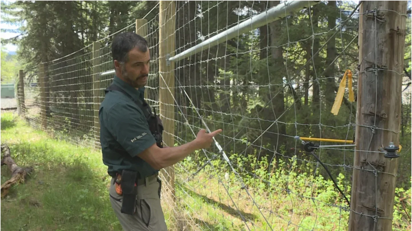 CBC: Dan Rafla, with Parks Canada, shows a new electric fence that is meant to deter bears from climbing it to feast on dandelions near the highway. (Dave Gilson/CBC)
