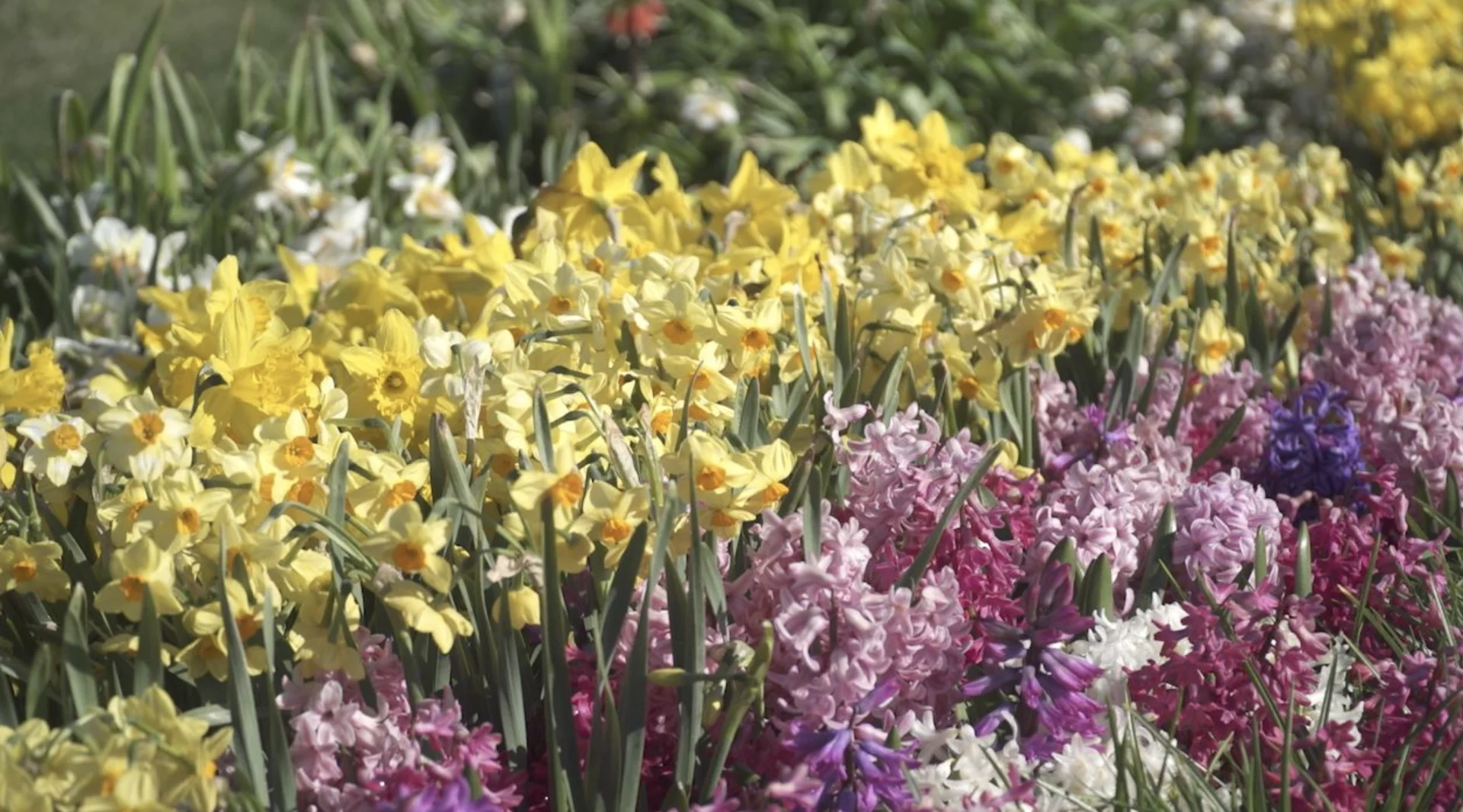 Rachel Schoutsen/The Weather Network: Niagara, Ontario. Tulip and flower farm. Spring flowers. April 25, 2024 (3)