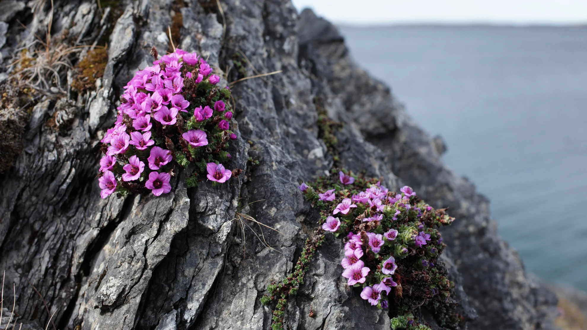 canva - purple saxifrage