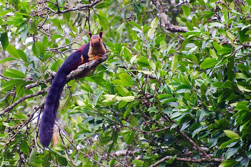 Indian giant squirrel Wikimedia Creative Commons, Arshad.ka5 (1)