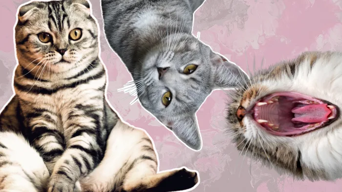 New study determines exactly how many cats are living in Washington