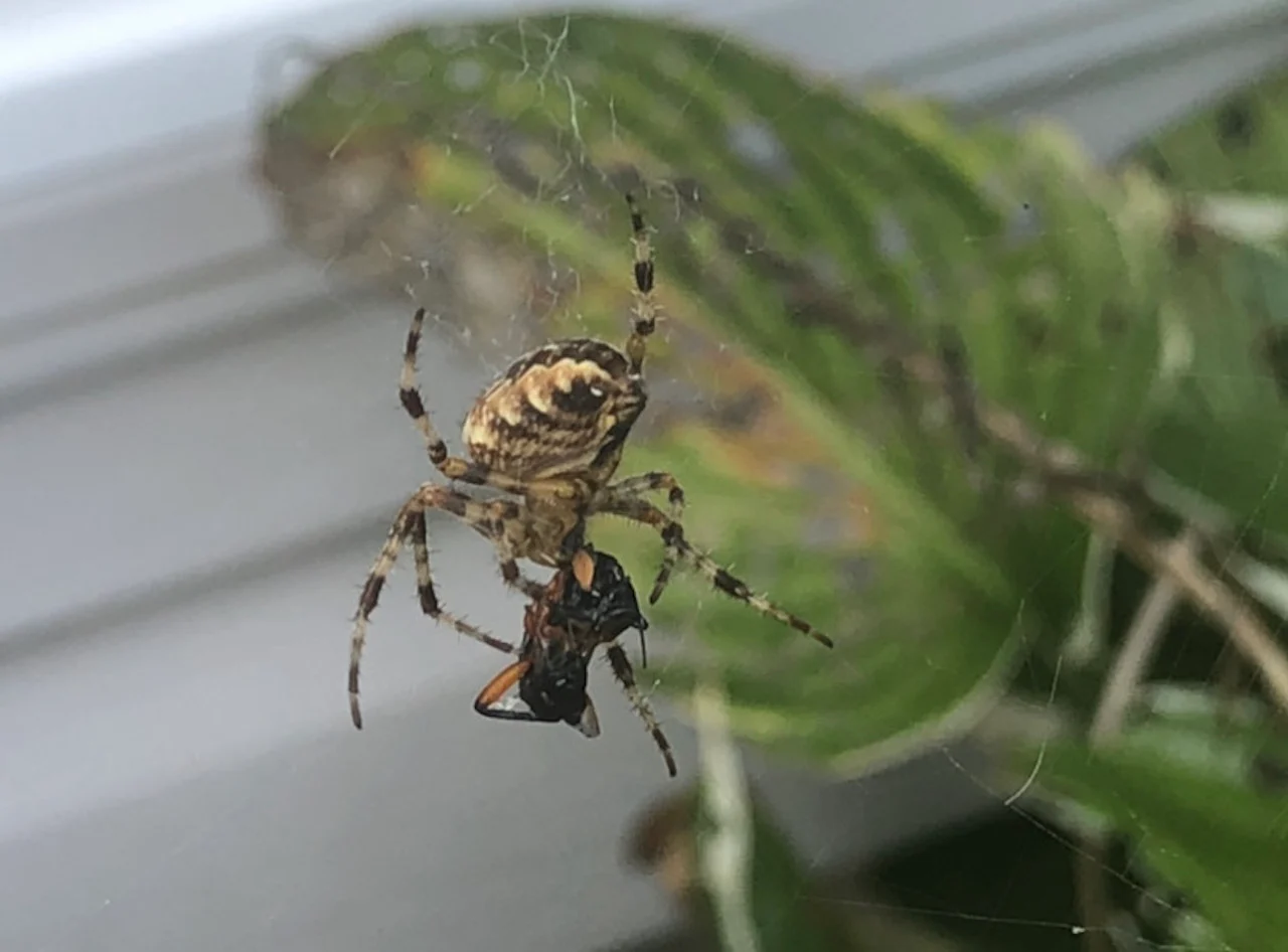 Are spiders true weather predictors? Expert weighs in on the myths