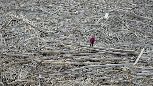 World's biggest cumulative logjam mapped in N.W.T. stores tons of ...