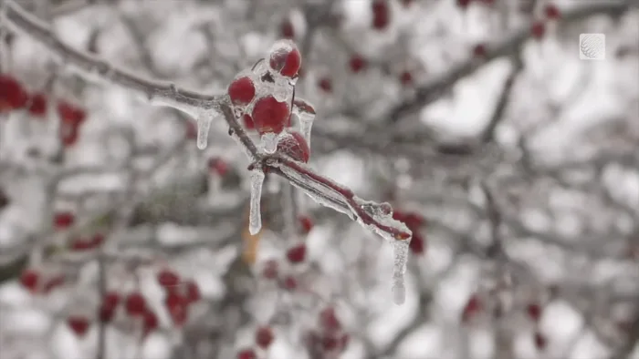 Quand l'hiver est froid, l'été sera...