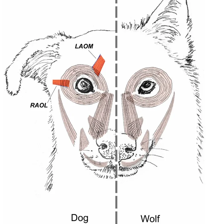 dog muscles screenshot from study