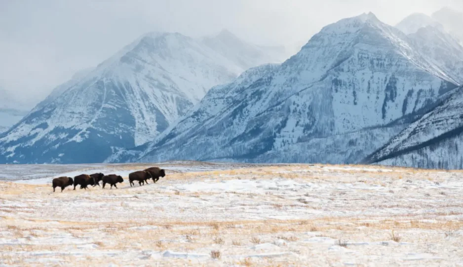 Bison roam in Waterton Park once again with small herd