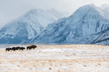 Bison roam in Waterton Park once again with small herd