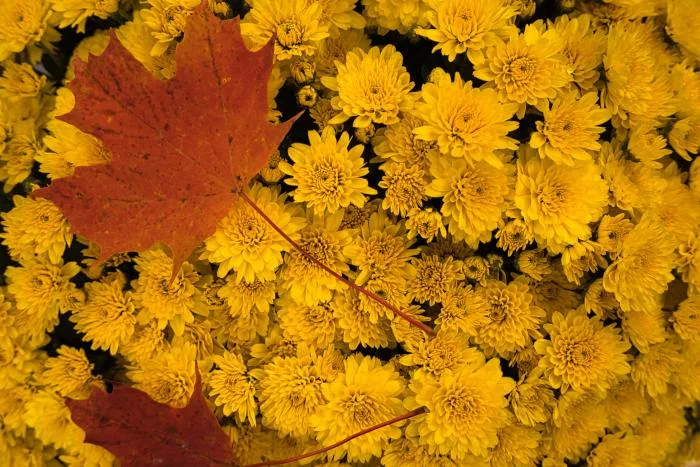 Planter des fleurs à l’automne : oui ou non ?