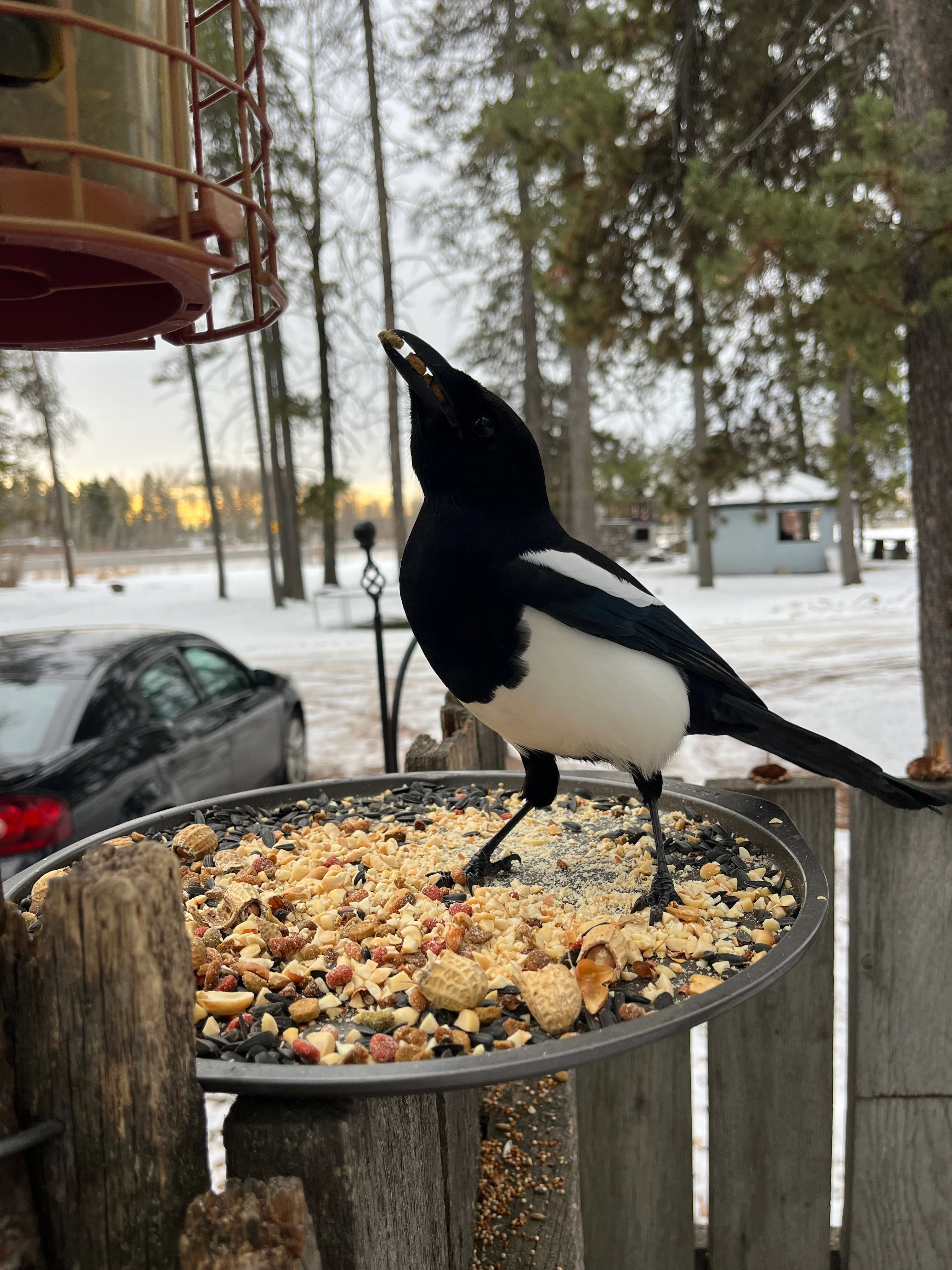 UGC: Magpie eating at a bird feeder in Rocky Mountain House, Alta. (Linda/Submitted)