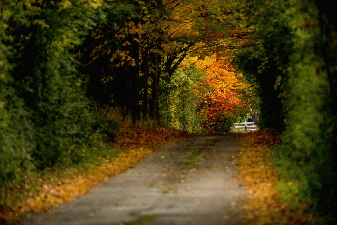 (CBC) fall leaves Markham Ontario