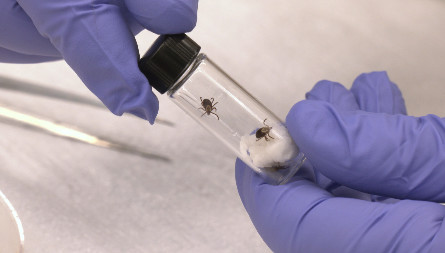 Breakthrough discovery offers new era in spring tick defence