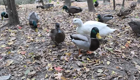 Ducks in Little Etobicoke Creek in Mississauga/Marta Czurylowicz/TWN
