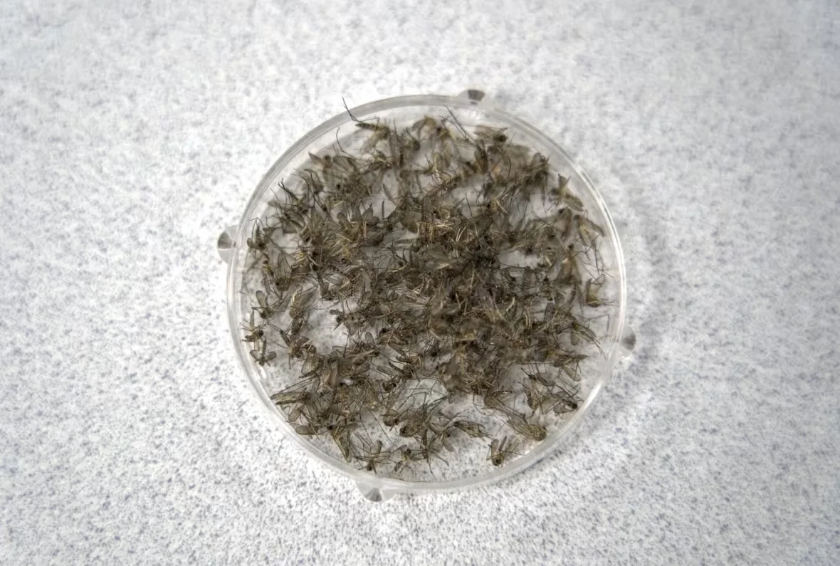 petri-dish-of-mosquitoes/Kory Siegers/CBC