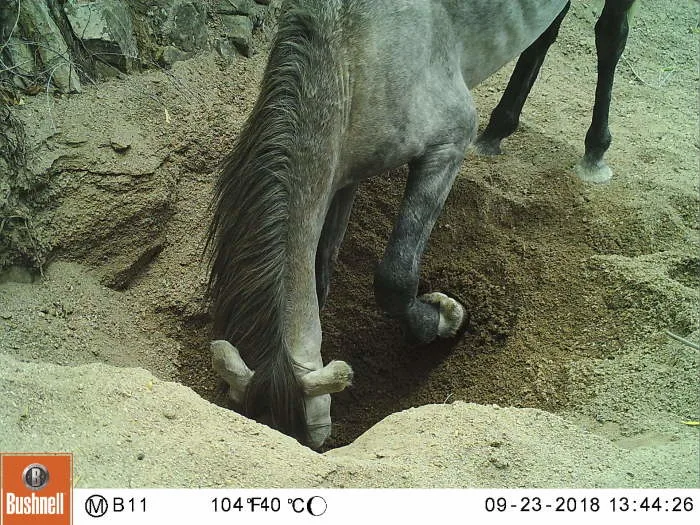 Des chevaux creusent des puits pour contrer la sécheresse