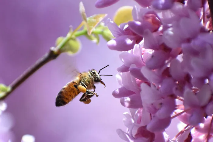  Big news: Your small garden can help save struggling pollinators - really!