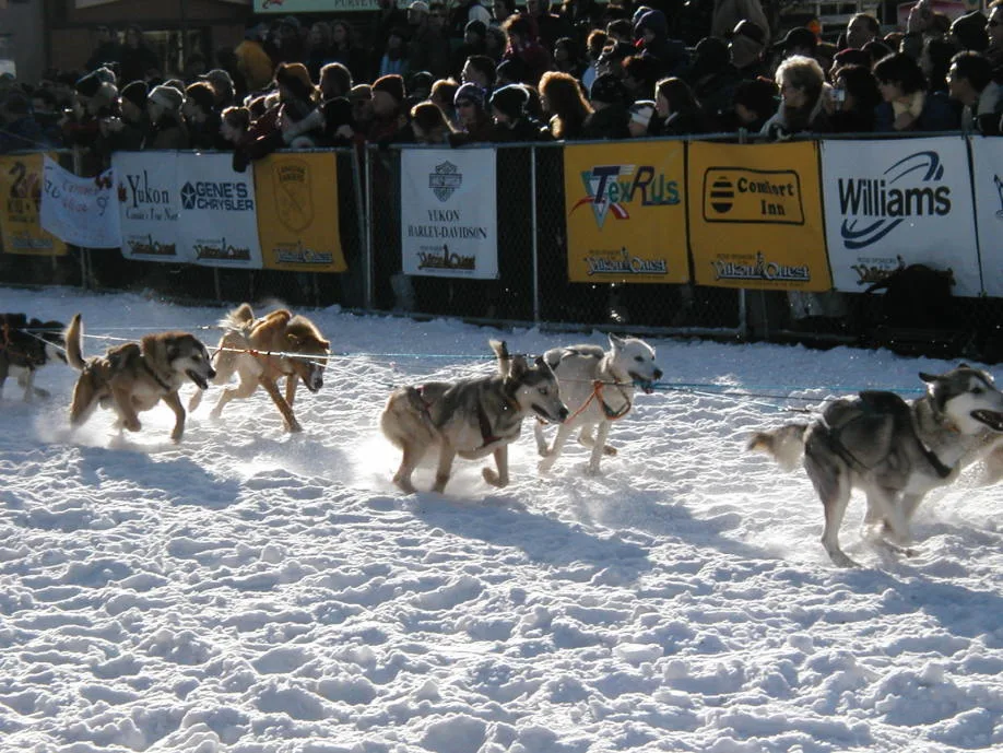 Yukon Quest is the world's toughest dog sled race, especially in 2006