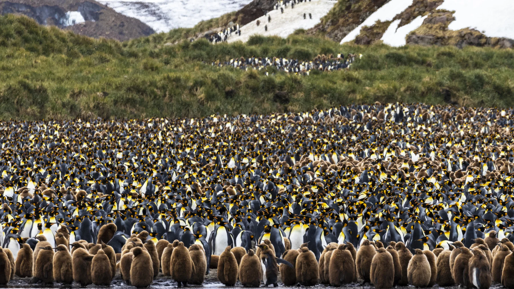 king penguin colony on south georgia island (Janet K Scott/ Moment/ Getty Images)
