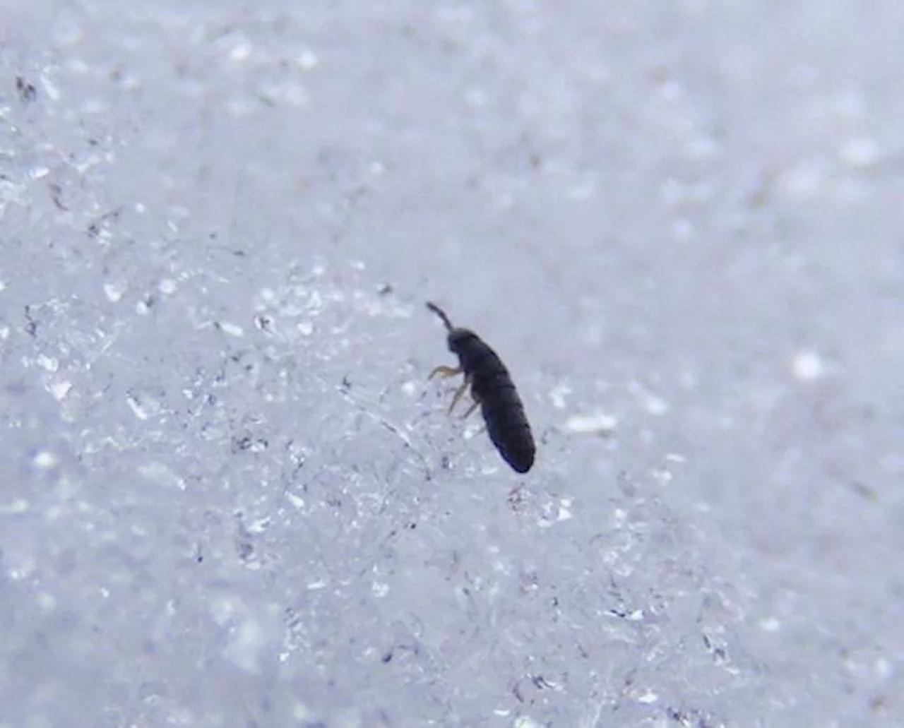 No need to flee from a snow flea (which isn't a flea)