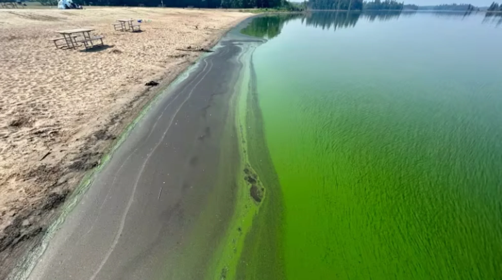 Pace of blue-green algae blooms in Alberta lakes 'a little bit concerning' 