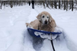 Senior dog won't give up on winter walking, learns to sled instead 