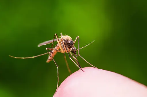  Researchers discover material that masks against mosquito attacks