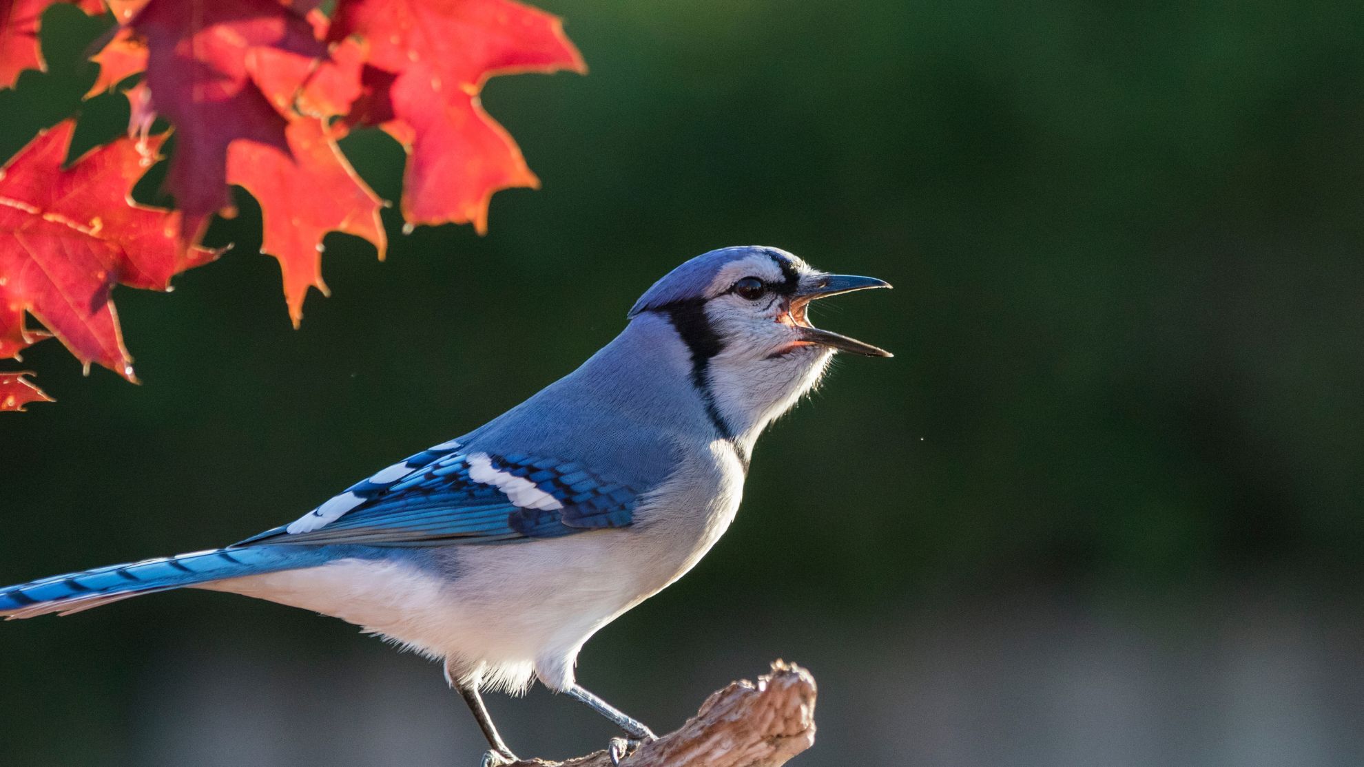 Here's how to attract more blue jays in fall and winter - The Weather ...