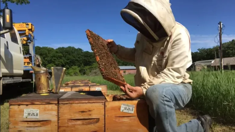 Alberta beekeeper CBC