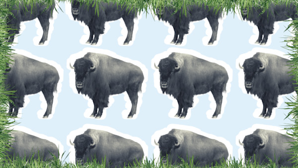 Reintroducing bison to grasslands increases plant diversity, drought ... Biology Diagrams