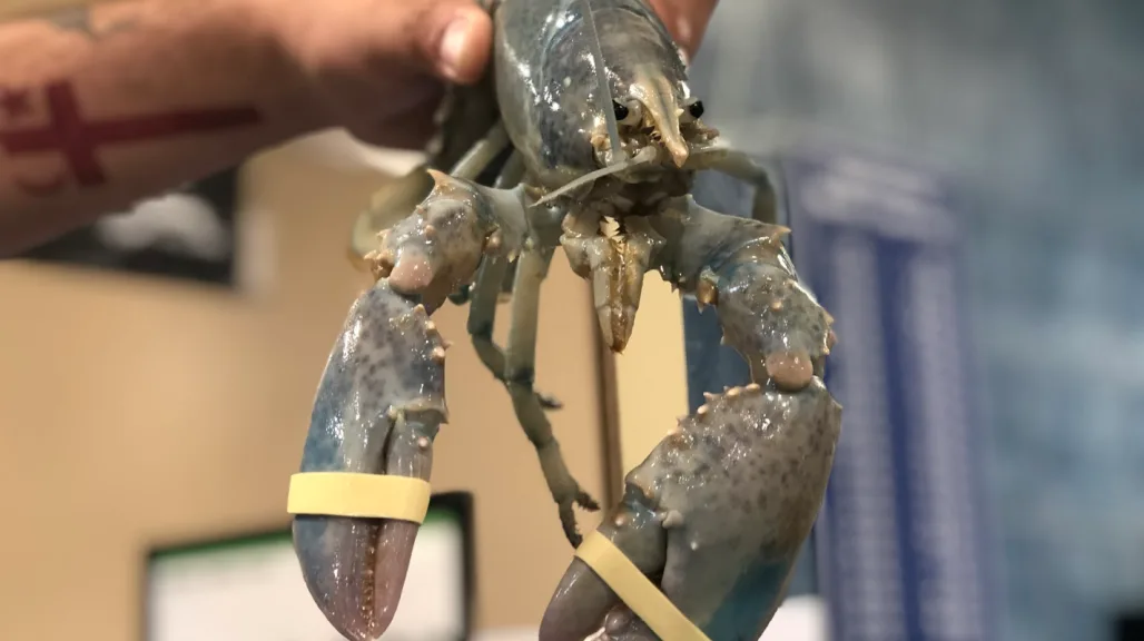 Canadian fisherman catches 1 in 100 million albino lobster