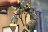 Canadian fisherman catches 1 in 100 million albino lobster