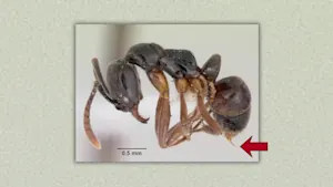 Has an invasive ant with life-threatening sting reached Canada? Warm weather helps it spread north