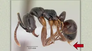Cette fourmi invasive se rapproche : sa piqûre peut être mortelle. Détails ici.