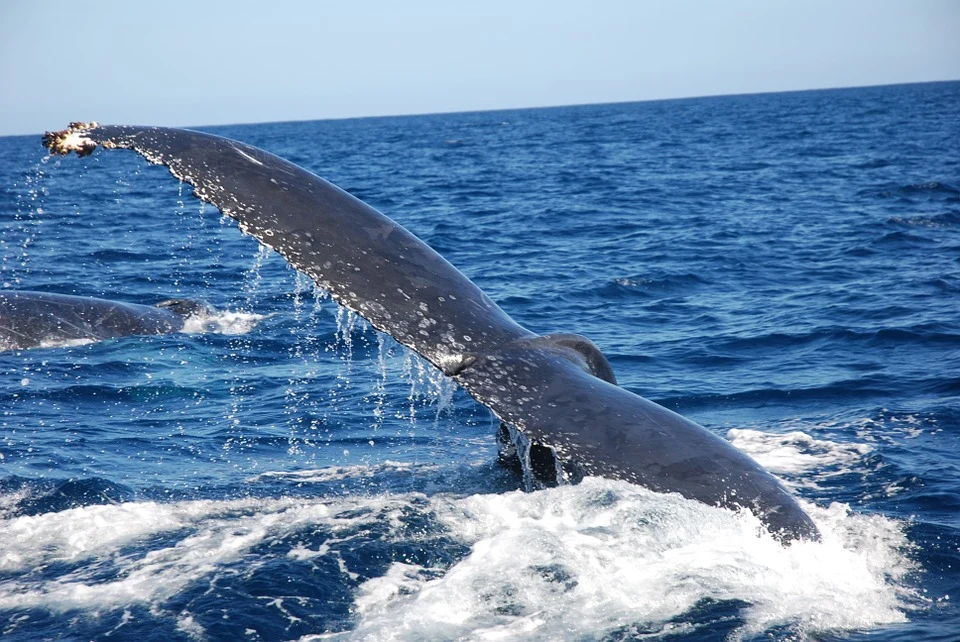 Trois espèces de baleines « en péril » au Canada 