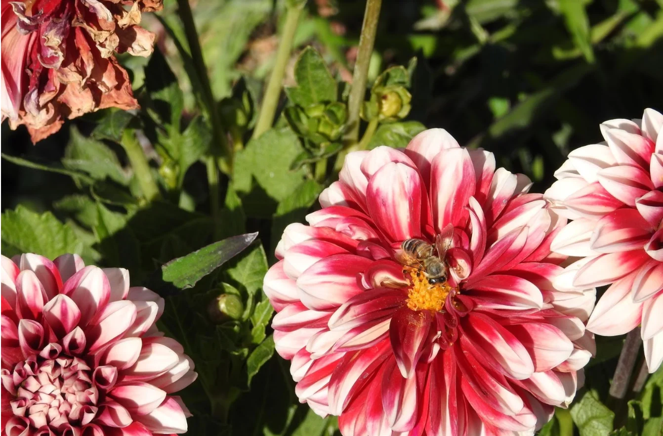 Getty Images: bee pollinating on flower