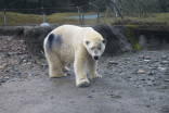 Why polar bears are walking around with coloured dots on their fur