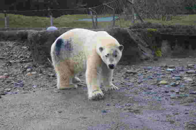 Blizzard (polar bear) with dyed spots/Submitted