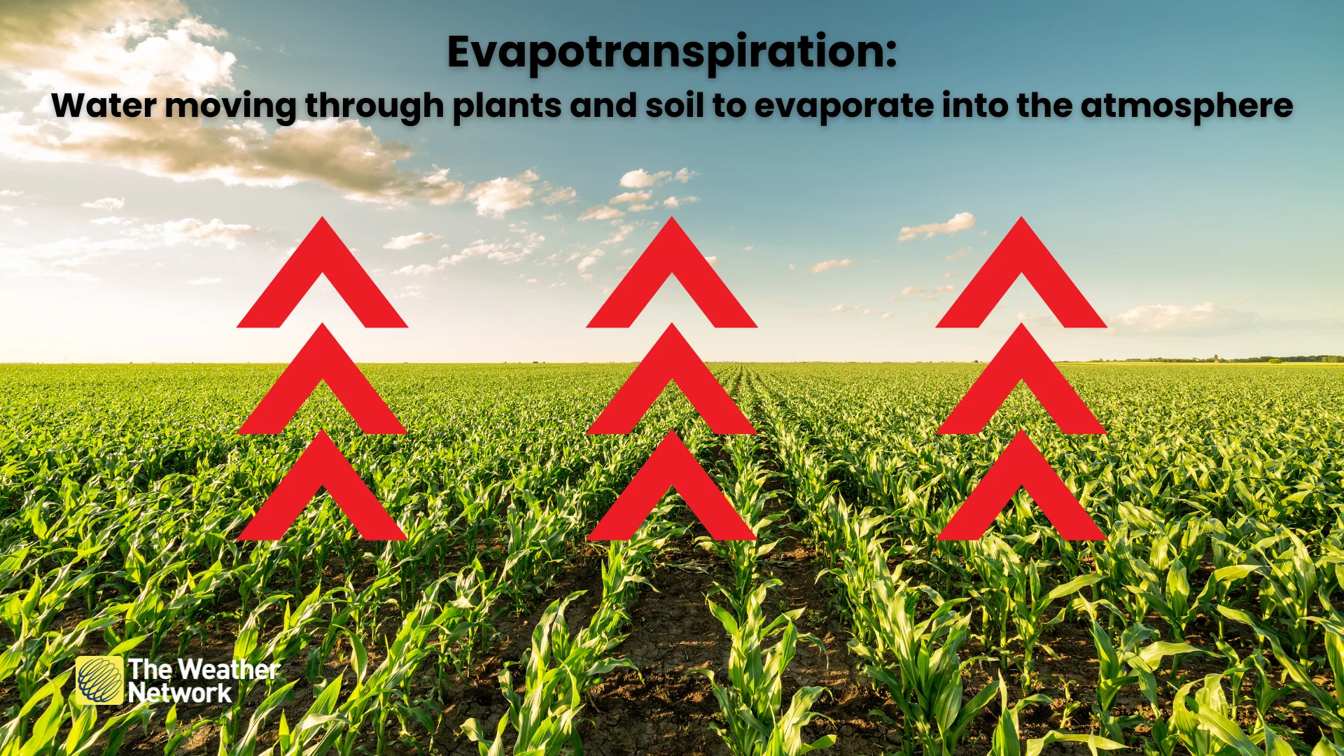 Evapotranspiration explainer graphic
