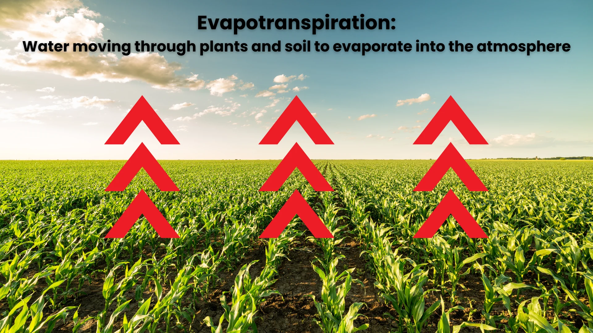 Evapotranspiration explainer graphic