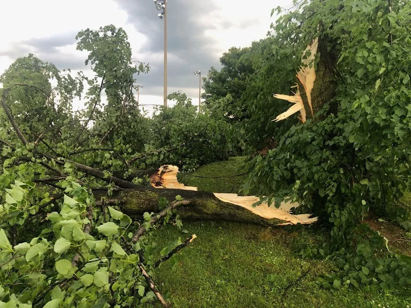 downed tree in Owen Sound (April Walker)