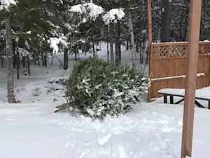 Still have your Christmas tree? Don't throw it to the curb! Here's why you should keep it