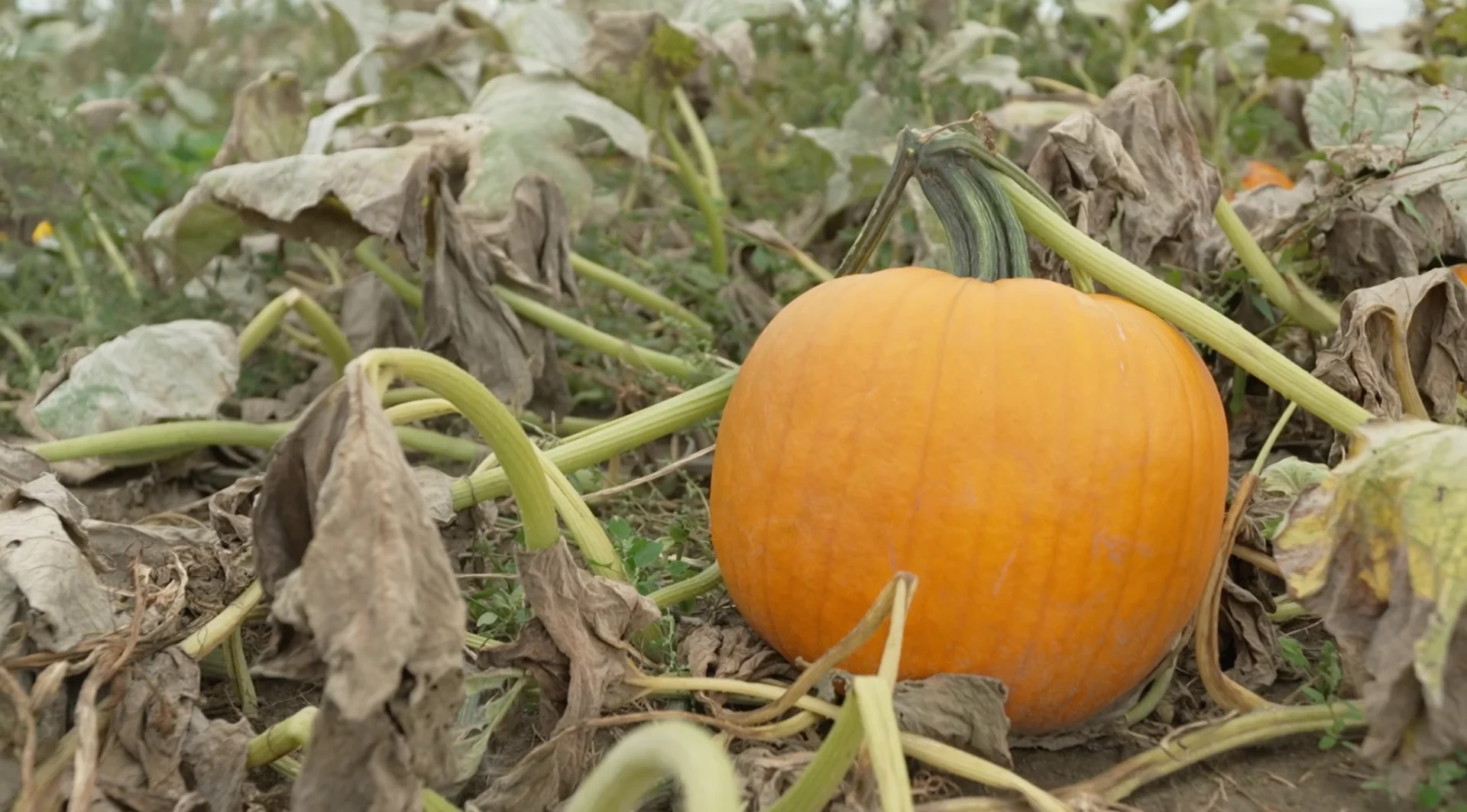 Un été difficile pour les producteurs de citrouilles